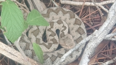 Vipera ammodytes