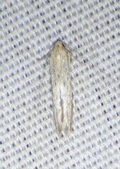 Haplochrois bipunctella