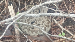 Vipera ammodytes