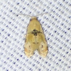 Spinipogon harmozones