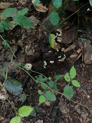 Ganoderma applanatum