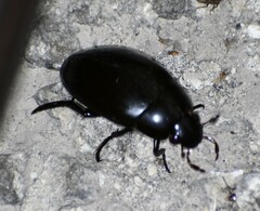 Hydrophilus ovatus