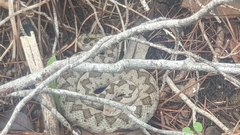 Vipera ammodytes