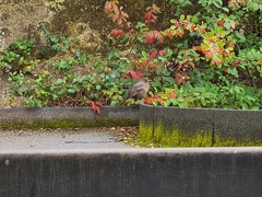 Turdus merula