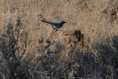 Aphelocoma californica