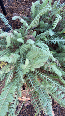 Achillea filipendulina