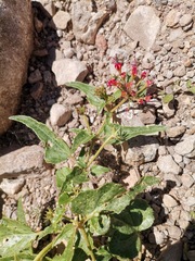 Nyctaginia capitata