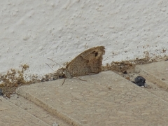 Hipparchia statilinus