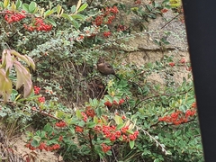 Turdus merula