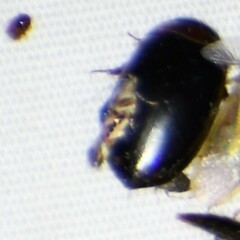 Aristotelia elegantella