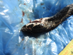 Crotalus polystictus