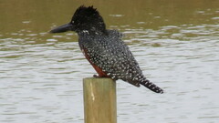 Megaceryle maxima maxima