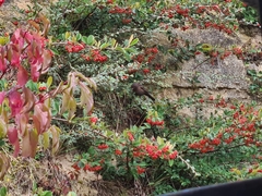 Turdus merula