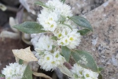 Guilleminea densa