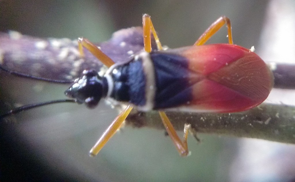 Dindymus limbaticollis