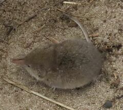 Myosorex varius