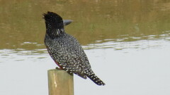 Megaceryle maxima maxima