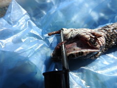 Crotalus polystictus