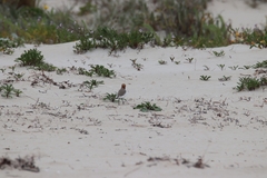 Charadrius ruficapillus