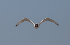 Ichthyaetus ichthyaetus