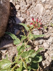 Nyctaginia capitata