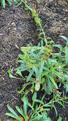 Penstemon heterophyllus