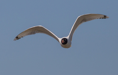 Ichthyaetus ichthyaetus