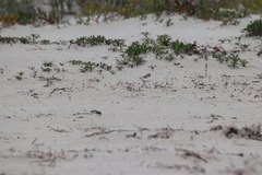 Charadrius ruficapillus