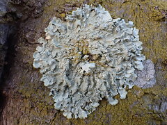 Parmelioideae