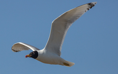 Ichthyaetus ichthyaetus