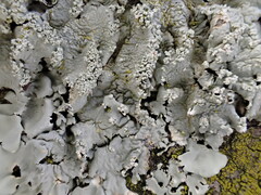 Parmelioideae