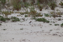 Charadrius ruficapillus