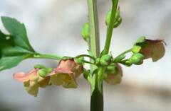 Scrophularia trifoliata