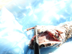 Crotalus polystictus