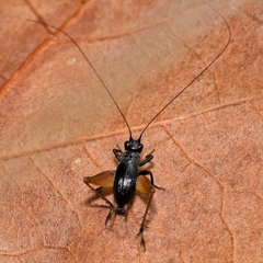 Trigonidium cicindeloides