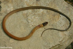 Sibynophis collaris