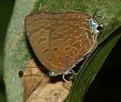 Arhopala