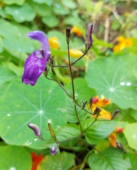 Brillantaisia lamium