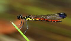 Libellago aurantiaca