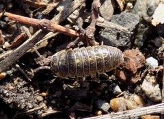 Armadillidium versicolor