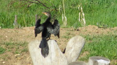 Microcarbo africanus