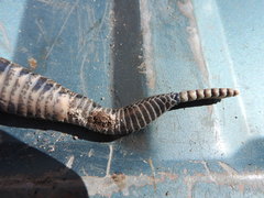 Crotalus polystictus