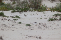 Charadrius ruficapillus
