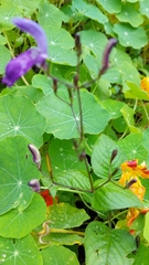 Brillantaisia lamium