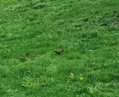 Sturnus vulgaris