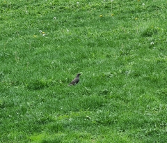 Sturnus vulgaris