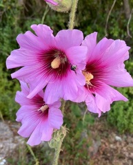 Alcea setosa