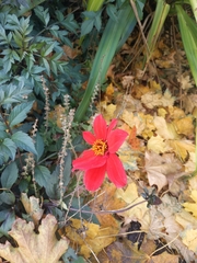 Dahlia coccinea