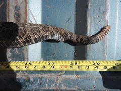 Crotalus polystictus