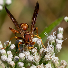 Polistes bellicosus